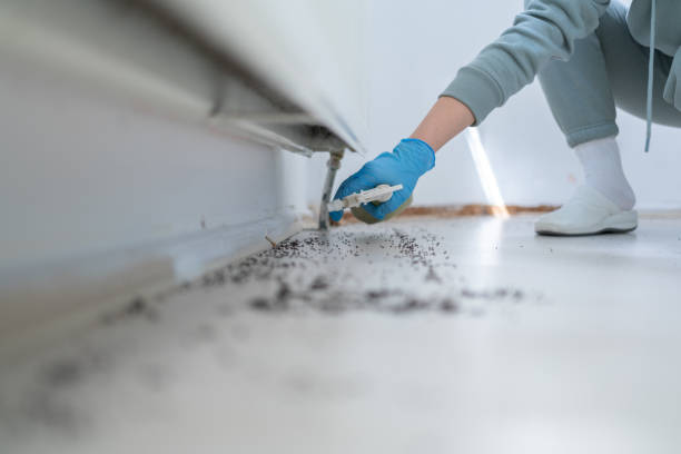 Best Termite Control Services  in Nyon Lake, CA